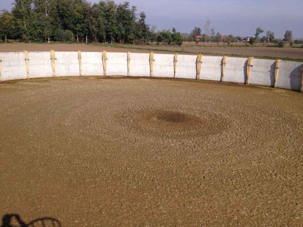 Allevamento suini da scrofaia