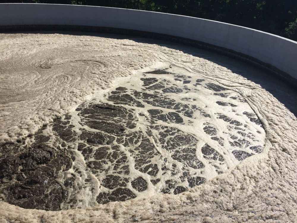 Allevamento suini da scrofaia e ingrasso